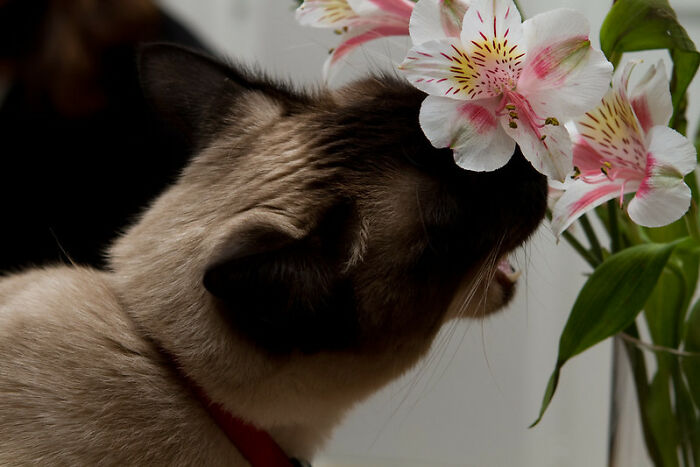 This Community For Pet Owners Helps Them To Understand If Their Pet’s Actually A Jerk (33 Examples)