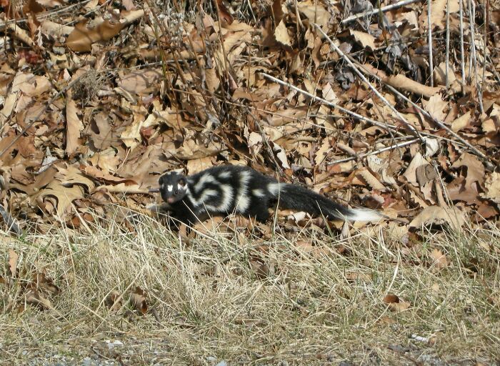 Spotted Skunk running outside 