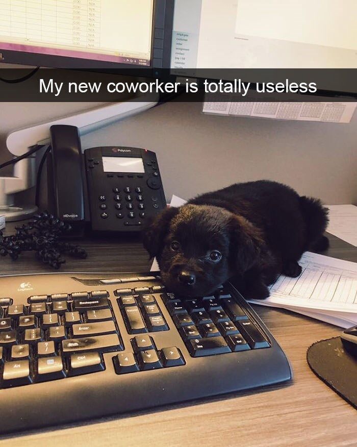 Funny animal meme with a puppy lying on an office desk beside a keyboard and phone.