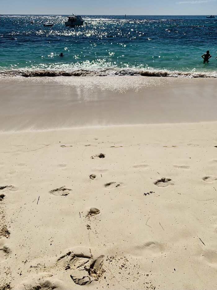Does This Count? Rottnest Island, Western Australia