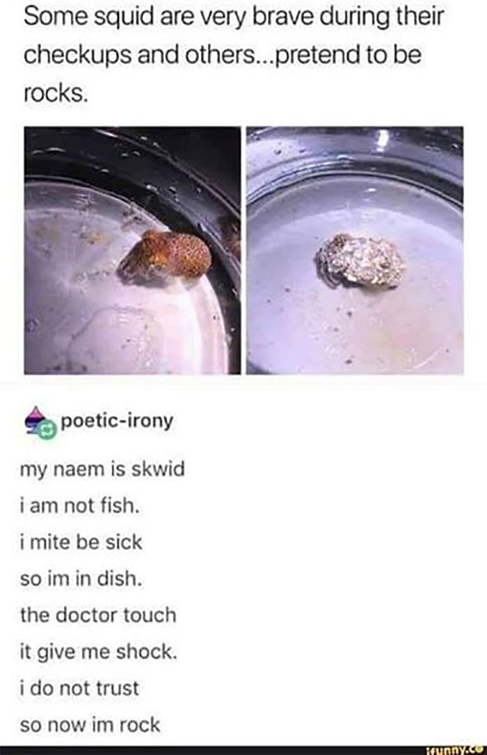 Funny-Animal-Memes-Awkwardanimals