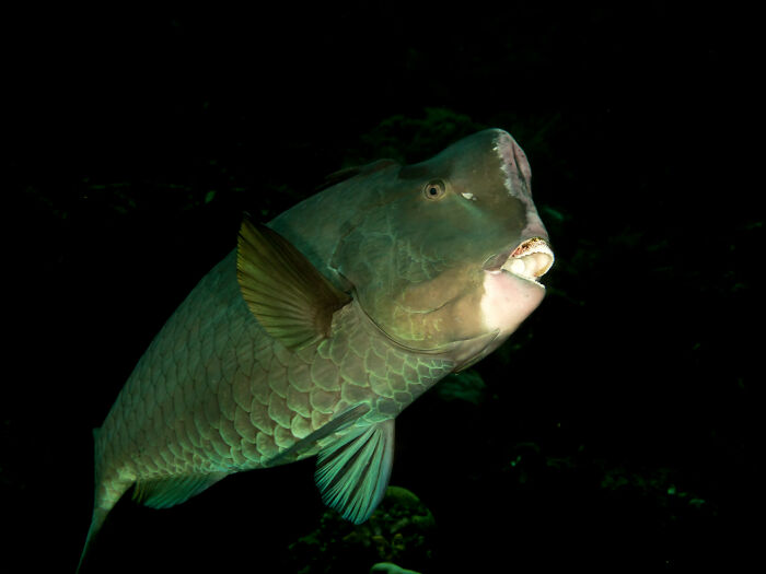 Bumphead Parrotfish swimming 