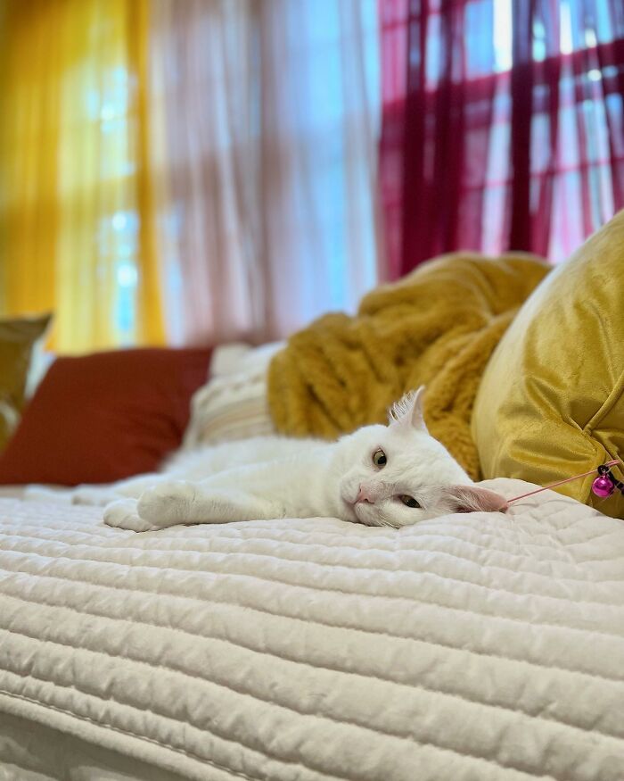 Meet Coop, A Cat Abandoned By His Owners Who Found His New Loving Family Meet Coop, A Cat Abandoned By His Owners Who Found His New Loving Family