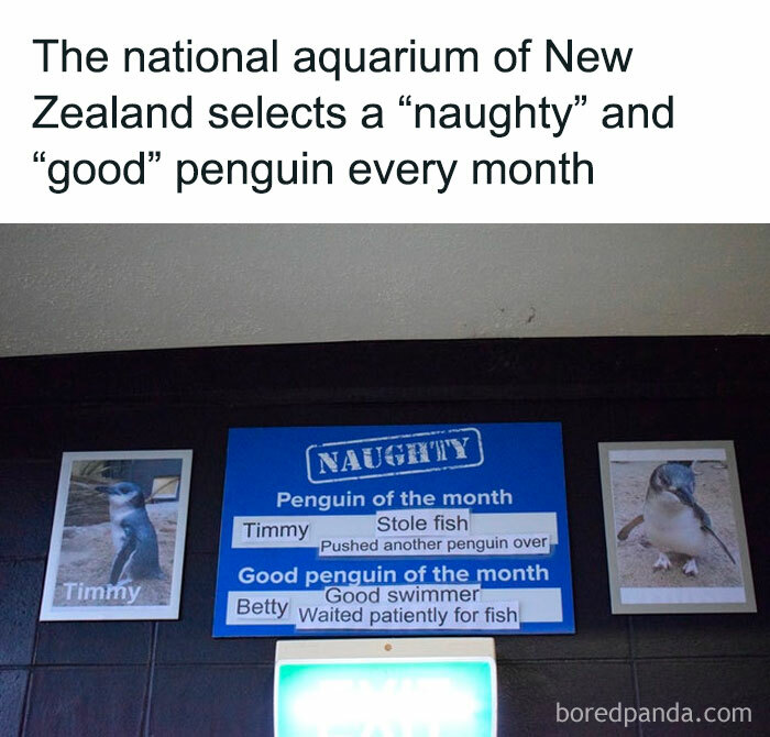 Funny-Animal-Memes-Awkwardanimals