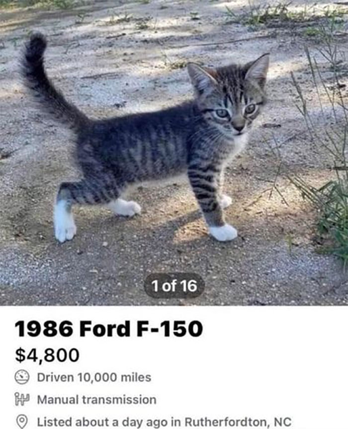 Random-Weird-Pictures-By-Things-In-Places