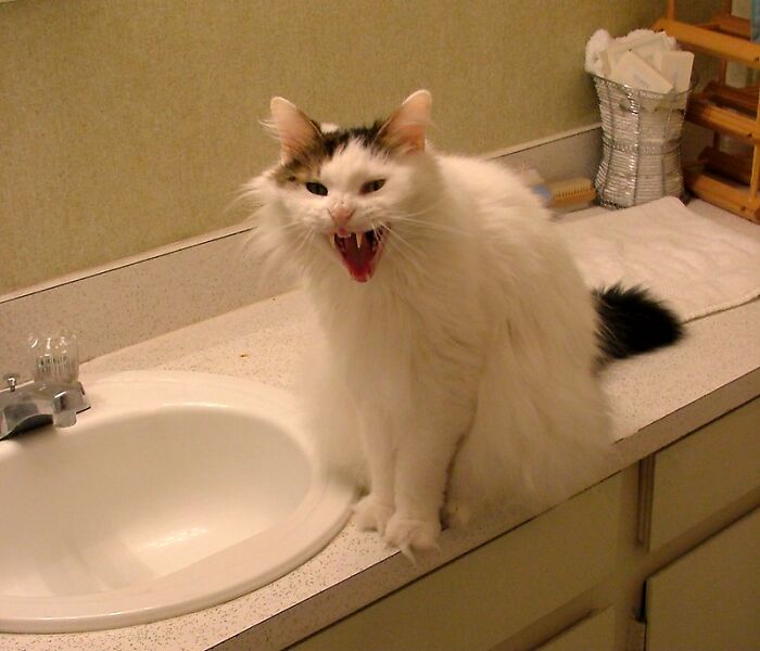 This Community For Pet Owners Helps Them To Understand If Their Pet’s Actually A Jerk (33 Examples)