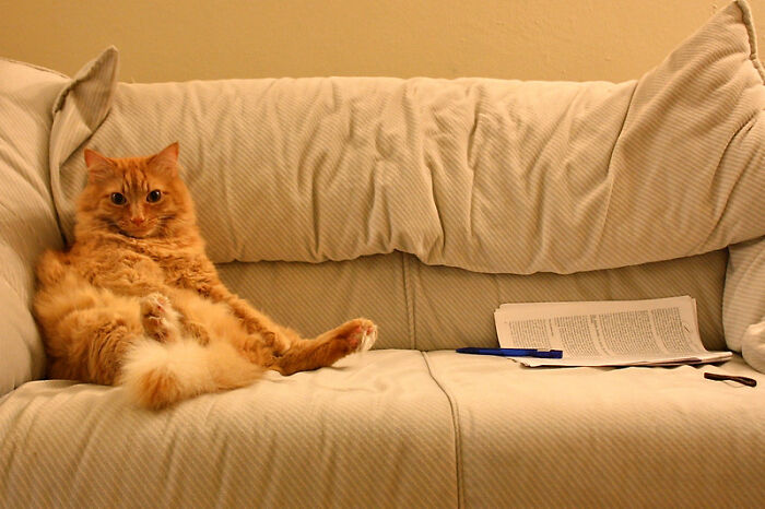 This Community For Pet Owners Helps Them To Understand If Their Pet’s Actually A Jerk (33 Examples)