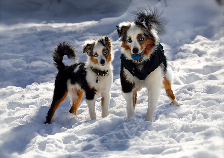 Digital Artist Combines Photos Of Dogs As Puppies And Adults Into One Wholesome Image