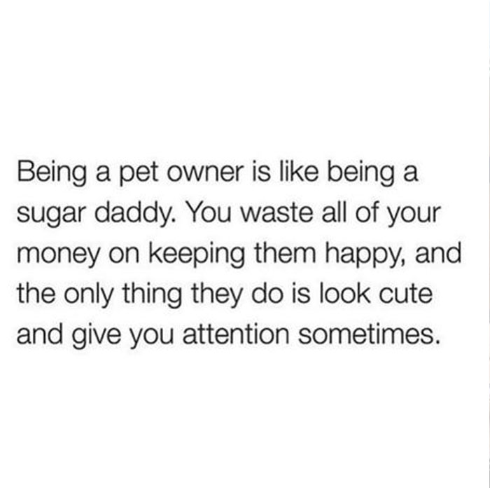 Funny-Animal-Memes-Awkwardanimals