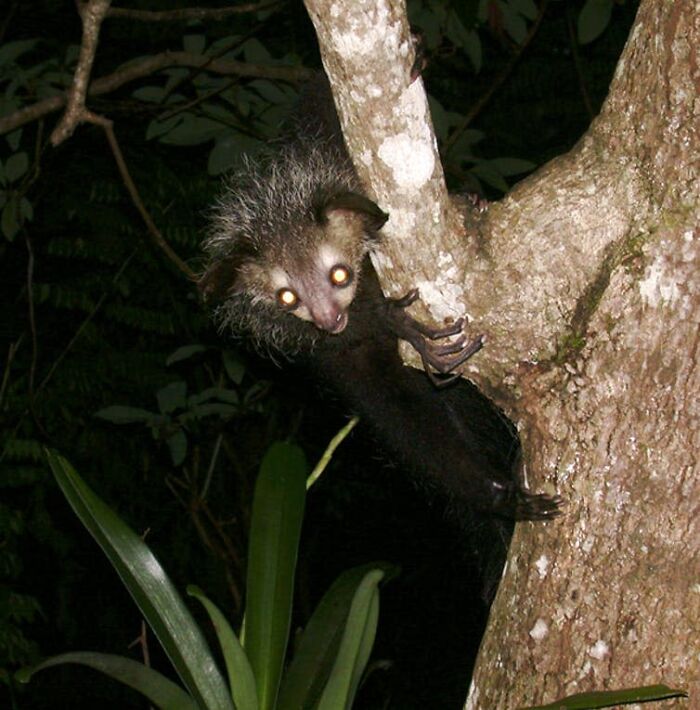 Nocturnal Lemur holding on to a branch 