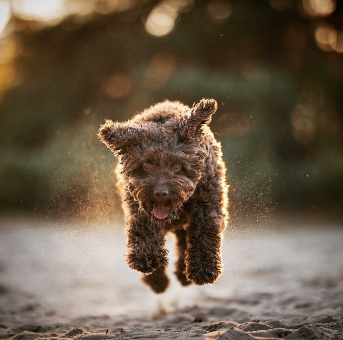 Playful dog running joyfully on a sandy path, sunlight highlighting its fur.