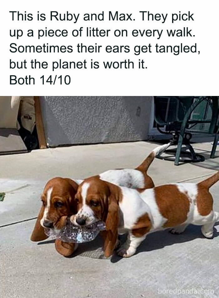 Funny-Animal-Memes-Awkwardanimals