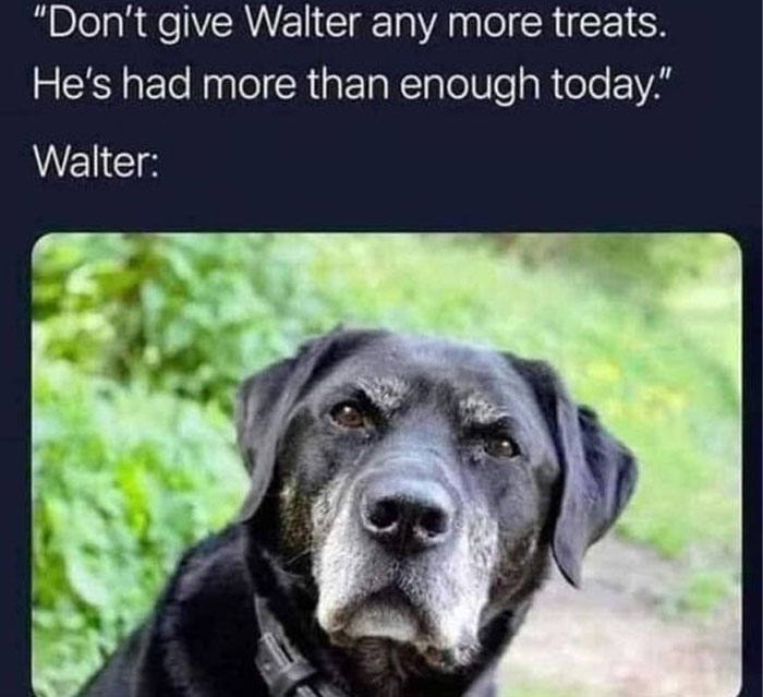 Funny-Animal-Memes-Awkwardanimals