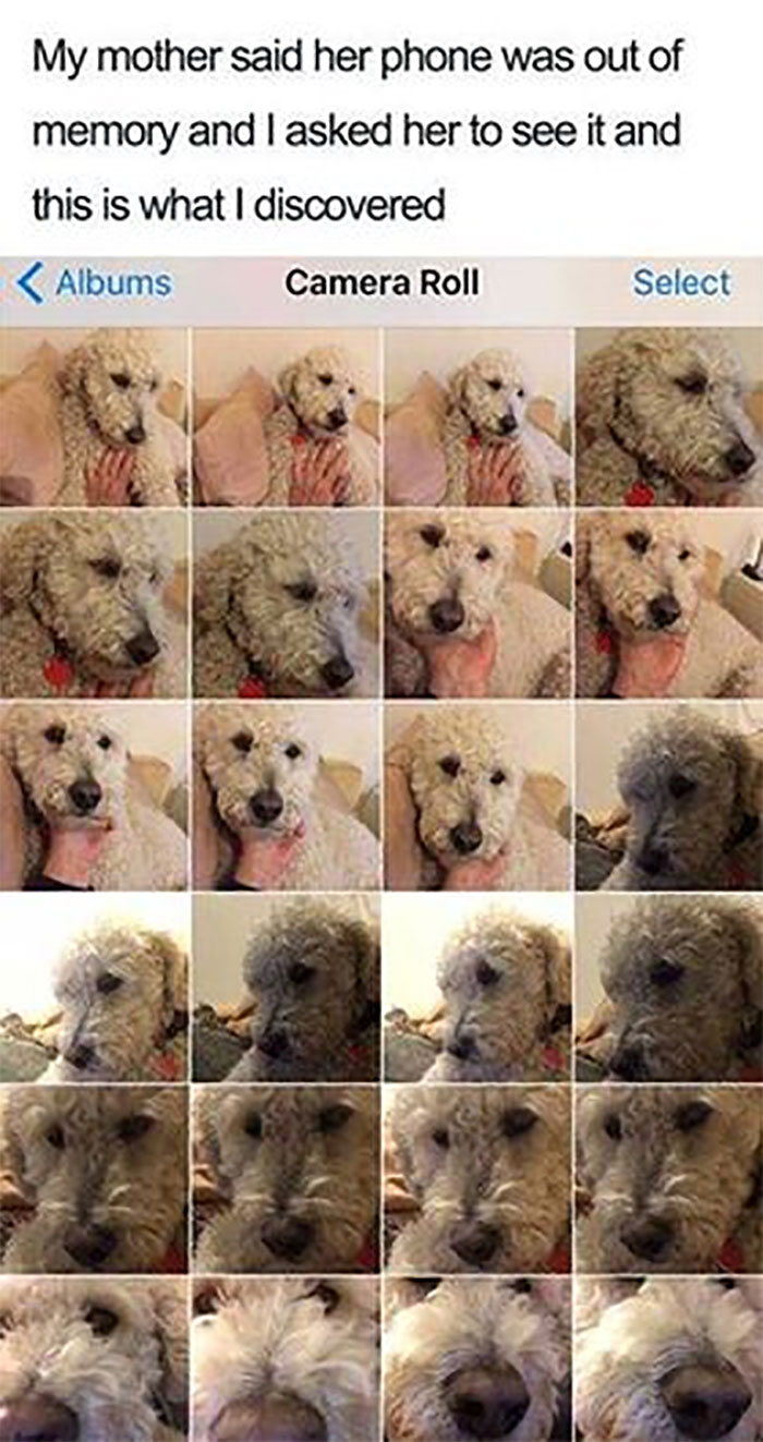 Funny-Animal-Memes-Awkwardanimals