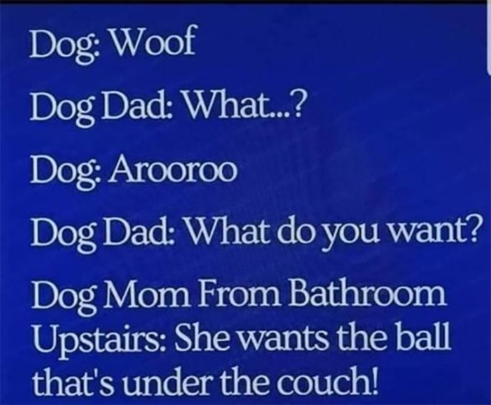 Funny-Animal-Memes-Awkwardanimals