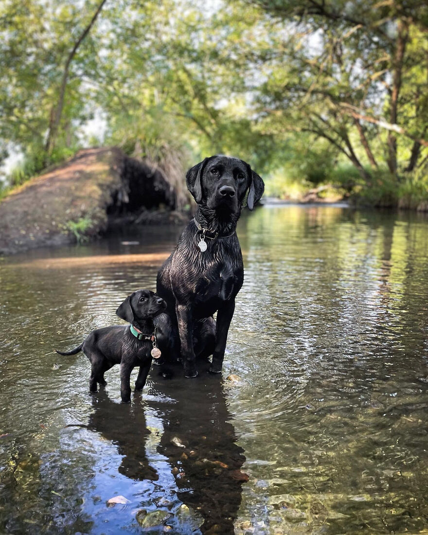 Digital Artist Combines Photos Of Dogs As Puppies And Adults Into One Wholesome Image