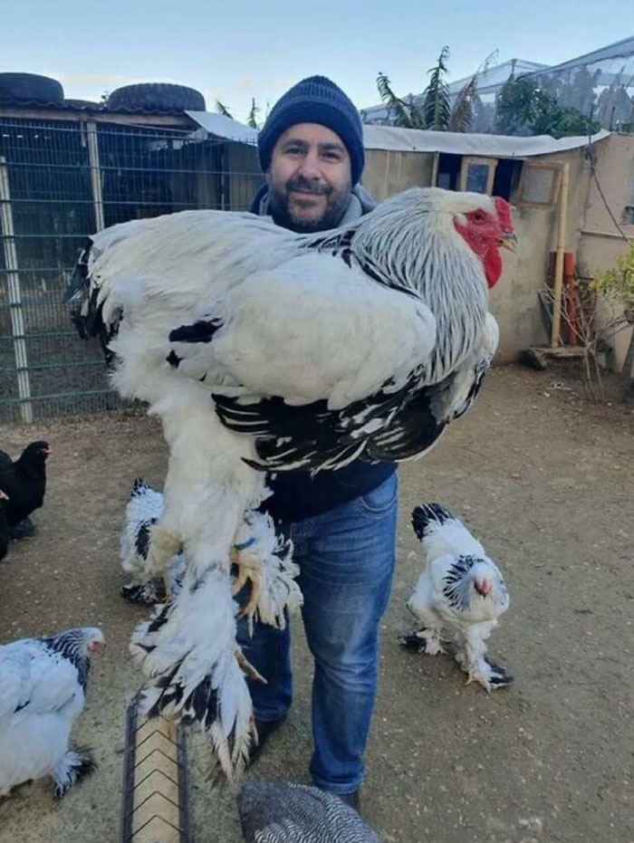 Absolute Unit Of A Chicken