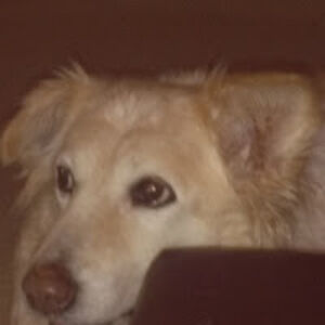 donnaraemeuer avatar