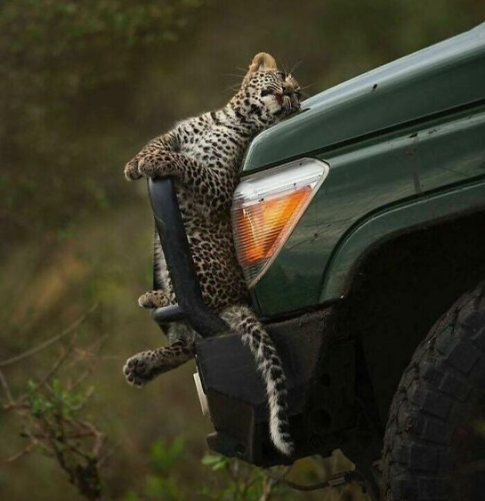 A Wild Derp Appears On Your Safari