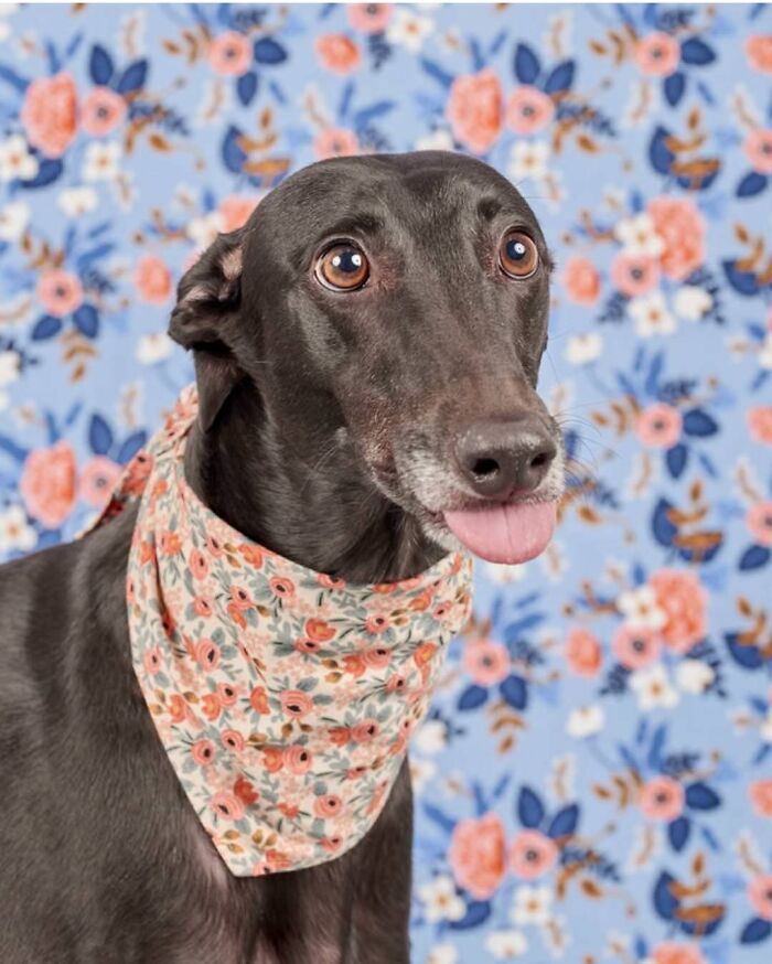 Took My Rescue Greyhound To Get Her Photo Taken. Nailed It