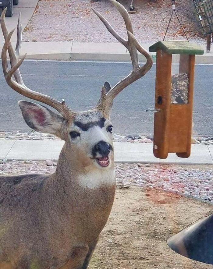 Majestically Derpy Deer That Goes - >: D