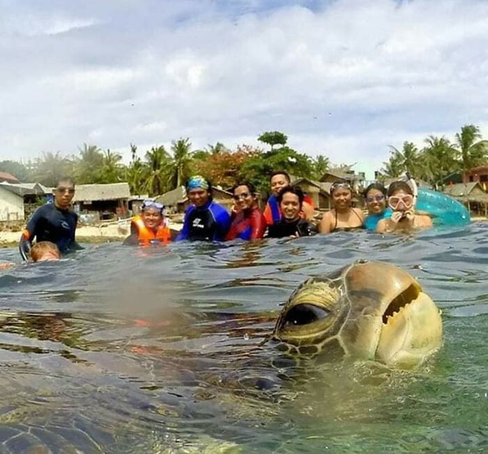 Photobomb Turtle