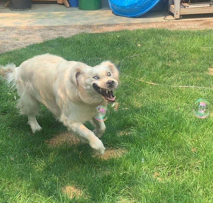 My Man Looking Like Those Ancient Japanese Depictions Of Tigers