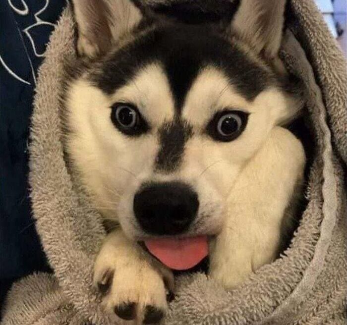 My Boy Got Neutered Yesterday. The Vet Office Took A Photo For Me After He Woke Up.