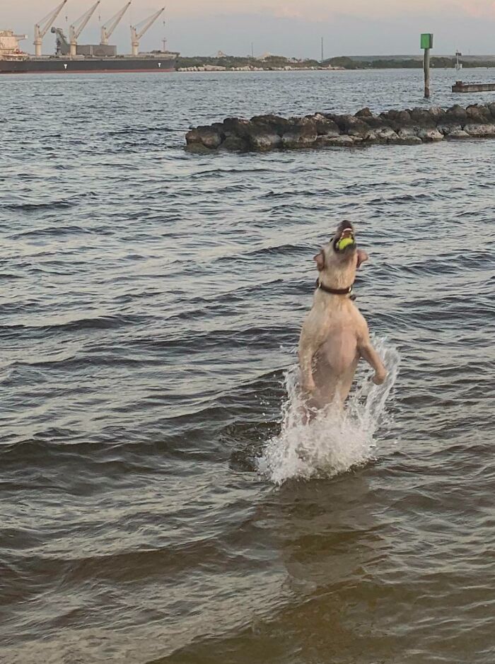 Saw The Labradors Breaching Today. Just Spectacular