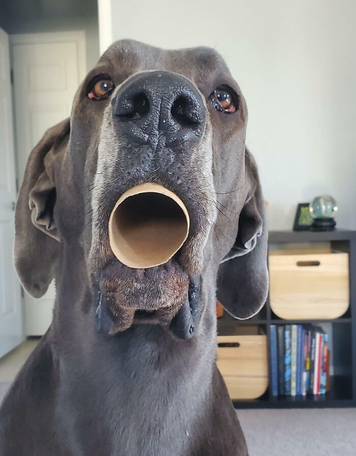 Gave Her A Tp Tube To Play With, And She Proceeded To Breathe Through It Like This For Over A Minute