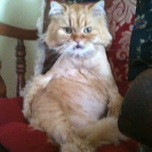 gretchenesquilin_1 avatar