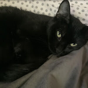 bridgettebalzer avatar