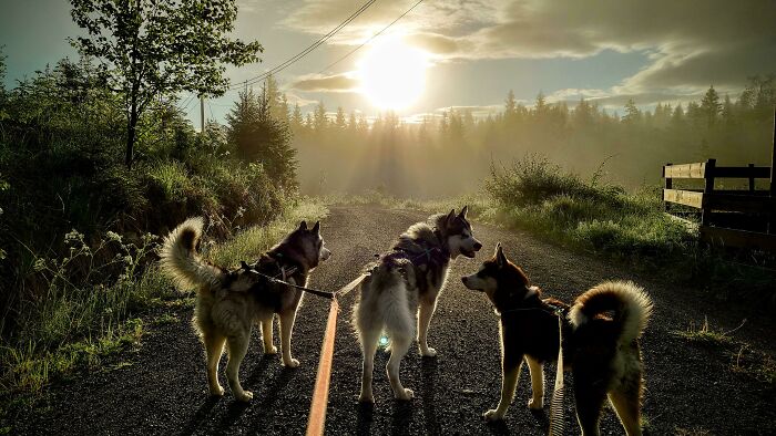 Esta mañana, paseando a mis perros 