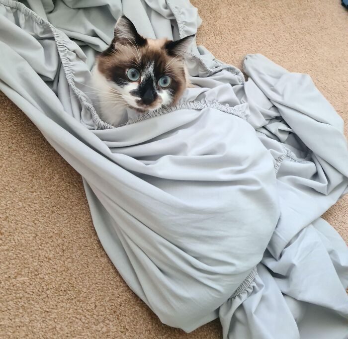Cat in blanket