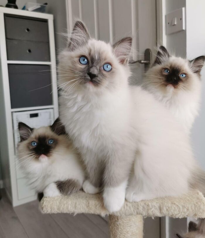 Three ragdoll cats on a cat tree