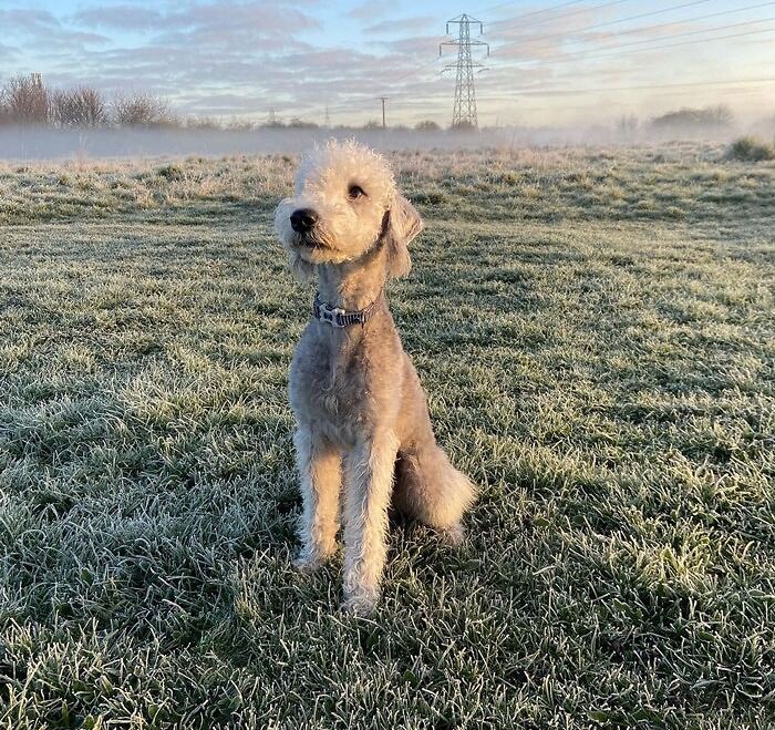 Bedlington Terrier