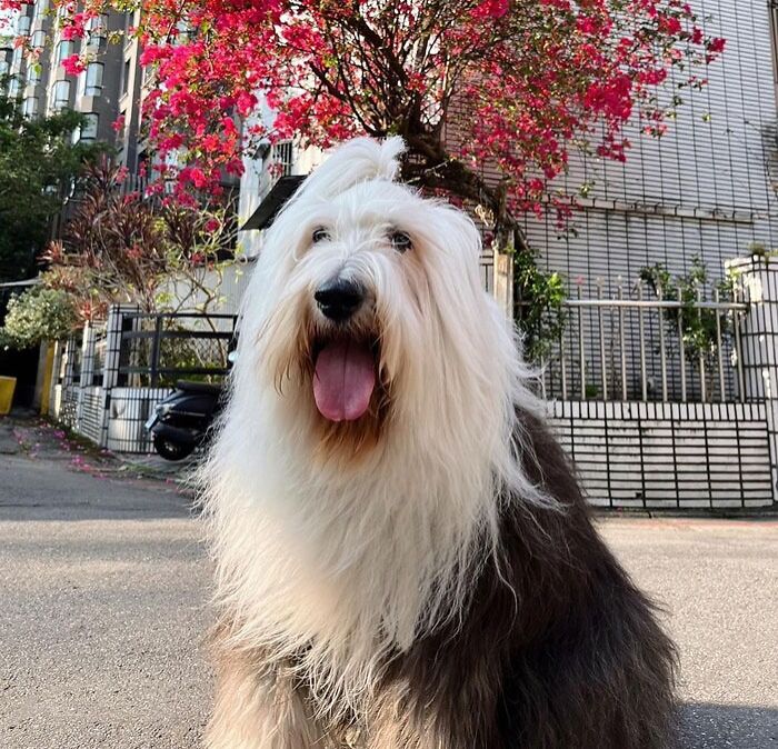 big Old English Sheepdog sitting opposite blooming with red flowers tree