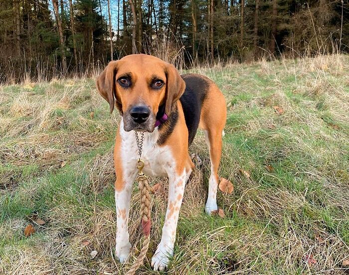 English Foxhound