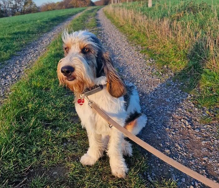 Grand Basset Griffon Vendeen dog on the leash sitting on the sand road