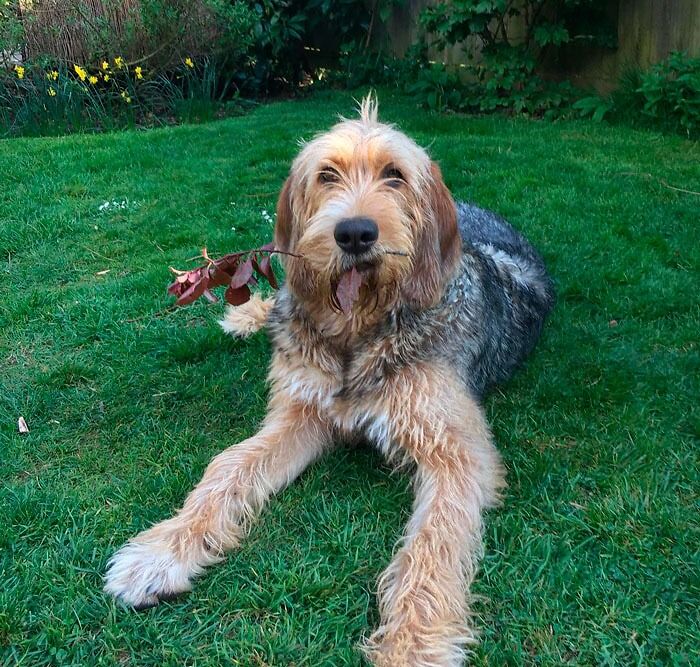 Otterhound dog lying on the grass with a branch in its teeth