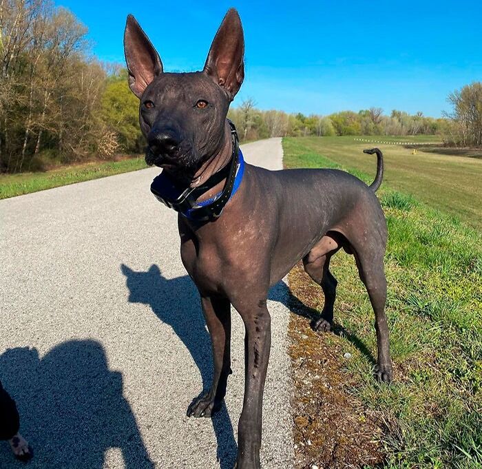 black dog staying on the road