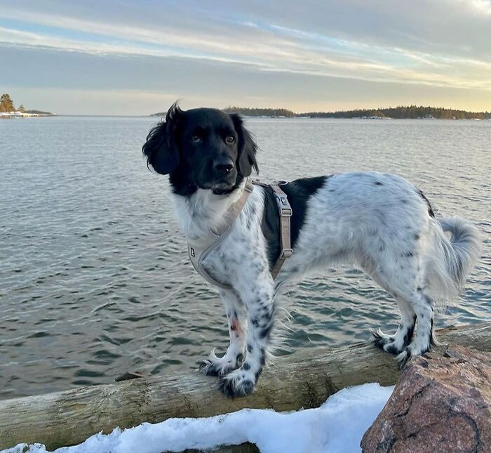 Stabyhoun dog staying on the log near the water