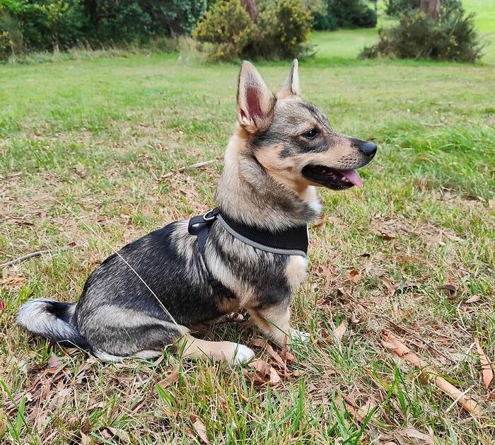 Swedish Vallhund dog in a harness sitting on the ground