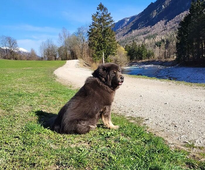 Tibetan Mastiff dog sitting on the grass near the road