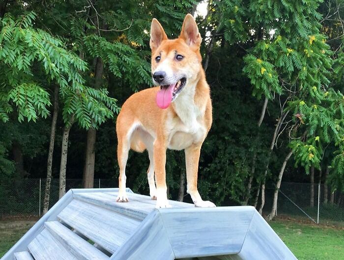 New Guinea Singing Dog