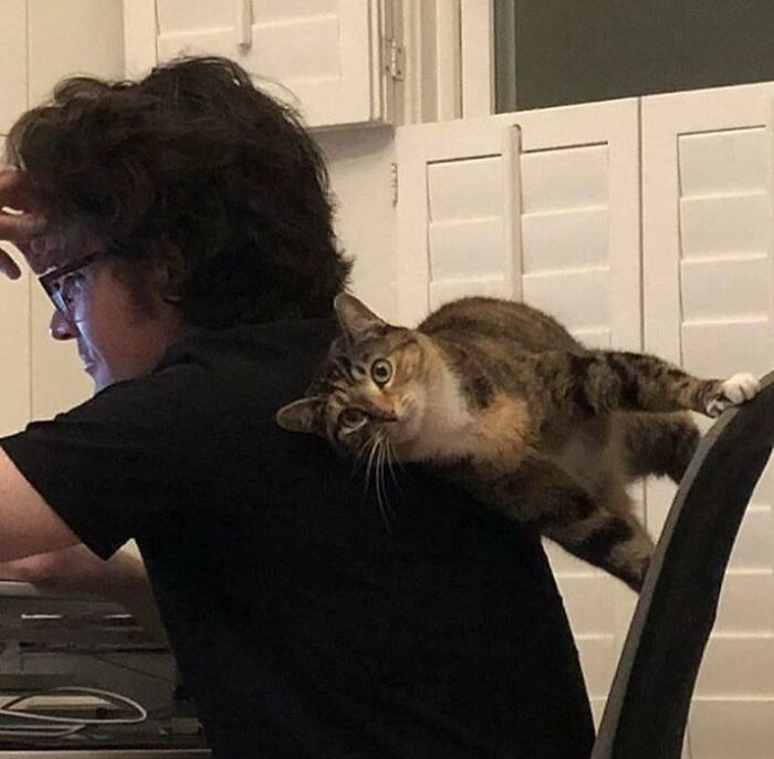 Proof That Cats Not Only Give Emotional Support, But Physical Too