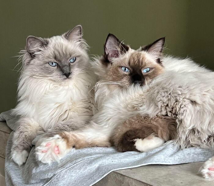 Two ragdoll cats