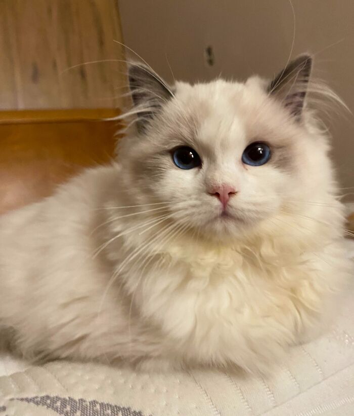 White ragdoll cat’s portrait