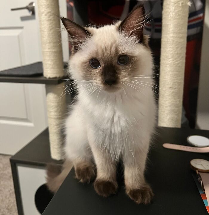 Ragdoll kitten