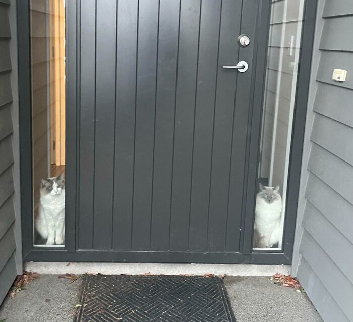 Two ragdoll cats watching from narrow house windows